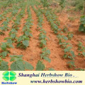 Chinese paulownia seedlings in high quality